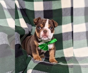 English Bulldog Puppy for sale in COCHRANVILLE, PA, USA