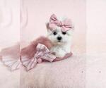 Small #7 Maltese
