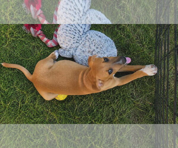 Medium Photo #3 Labbe Puppy For Sale in Oakhurst, NJ, USA