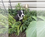 Small #7 Boston Terrier