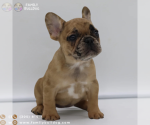 French Bulldog Puppy for sale in BOSTON, MA, USA