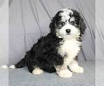 Small #1 Bernedoodle-Poodle (Miniature) Mix