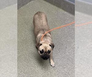 Pug-Unknown Mix Dogs for adoption in Las Vegas, NV, USA