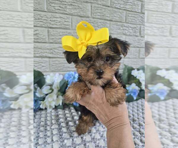Medium Photo #2 Yorkshire Terrier Puppy For Sale in INDIANAPOLIS, IN, USA