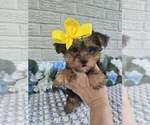 Small #1 Yorkshire Terrier