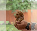 Small Photo #6 Goldendoodle (Miniature) Puppy For Sale in SPRING, TX, USA