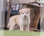 Small #1 Siberian Husky Mix