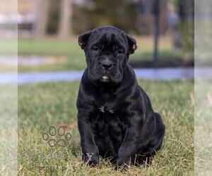 Cane Corso Puppy for sale in EAST EARL, PA, USA