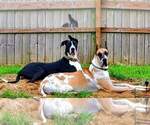 Small Photo #1 Great Dane Puppy For Sale in CLARKSVILLE, TN, USA