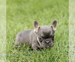 Small #2 French Bulldog