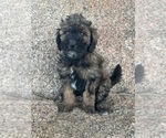Small #16 Poodle (Miniature)-Poodle (Standard) Mix