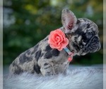 Small Photo #5 French Bulldog Puppy For Sale in PICKERINGTON, OH, USA