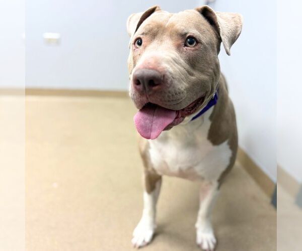 Medium Photo #1 Staffordshire Bull Terrier-Unknown Mix Puppy For Sale in Aurora, CO, USA