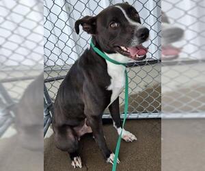 Mutt Dogs for adoption in Bakersfield, CA, USA