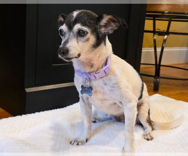 Medium Photo #4 Chihuahua-Unknown Mix Puppy For Sale in Mooresville, NC, USA