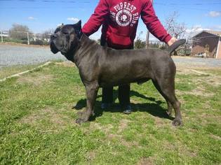 Father of the Cane Corso puppies born on 02/12/2018