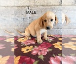 Small #4 Labrador Retriever