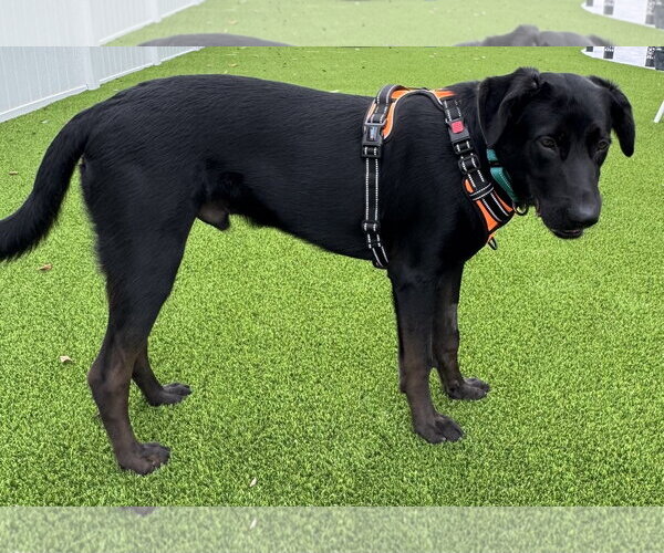 Medium Photo #3 Mutt Puppy For Sale in Lighthouse Point, FL, USA