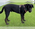 Small #2 Mutt