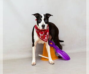 Labrador Retriever-Unknown Mix Dogs for adoption in Sanford, FL, USA