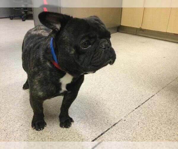 Medium Photo #1 French Bulldog-Unknown Mix Puppy For Sale in Riverside, CA, USA
