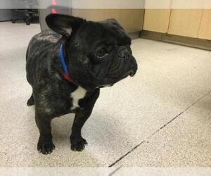 French Bulldog-Unknown Mix Dogs for adoption in Riverside, CA, USA