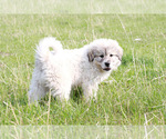 Small Photo #1 Great Pyrenees Puppy For Sale in ARLEE, MT, USA