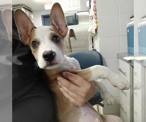 American Staffordshire Terrier-Siberian Husky Mix Dogs for adoption in Tallahassee, FL, USA
