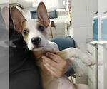 Small American Staffordshire Terrier-Siberian Husky Mix