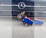 Small #3 French Bulldog