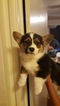 Small Photo #8 Aussie-Corgi Puppy For Sale in OAKLAND, CA, USA