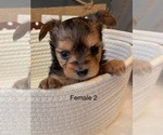 Small Photo #6 Yorkshire Terrier Puppy For Sale in HAMPTON, VA, USA