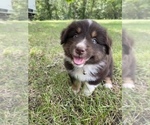 Puppy 3 Australian Shepherd