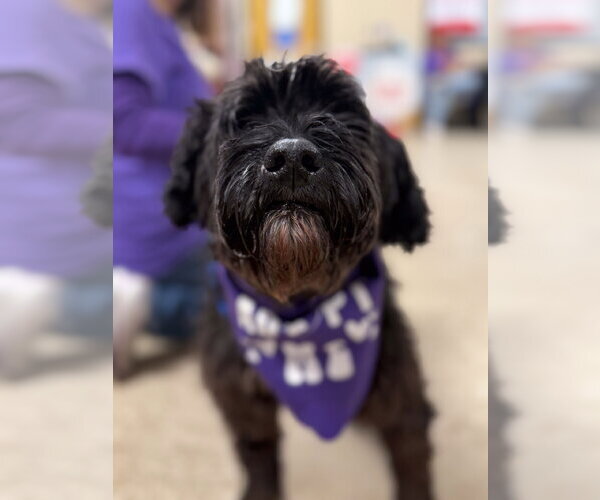 Medium Photo #3 Poodle (Miniature)-Unknown Mix Puppy For Sale in Wheaton, IL, USA