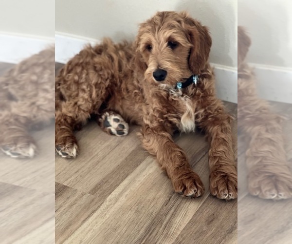 Medium Photo #9 Goldendoodle Puppy For Sale in SAN DIEGO, CA, USA