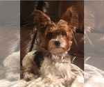 Small Photo #1 Yorkshire Terrier Puppy For Sale in LEESBURG, AL, USA