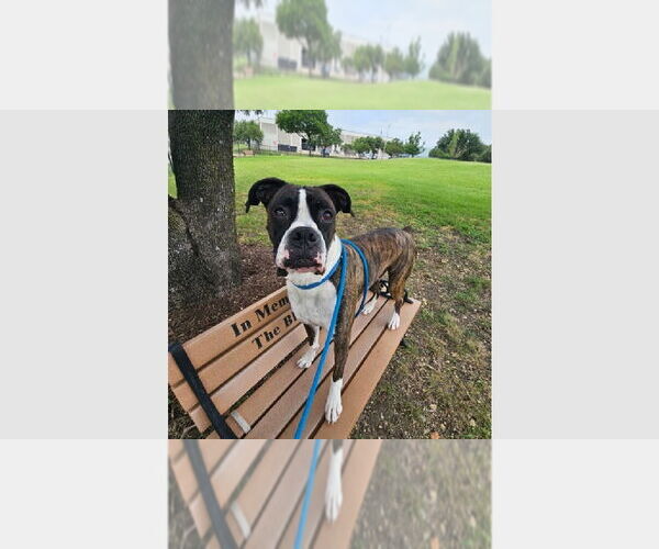 Medium Photo #2 Boxer Puppy For Sale in Austin, TX, USA