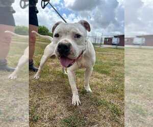 Colt - Male Mutt Dog for Adoption - Photo #3