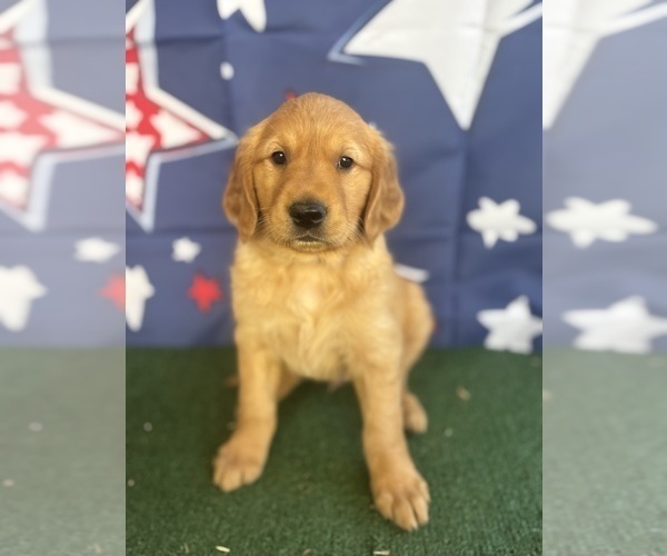 Medium Photo #26 Golden Retriever Puppy For Sale in CERES, CA, USA