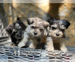 Schnauzer (Miniature) Puppy for sale in HAMPTON, VA, USA