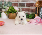 Small #13 West Highland White Terrier
