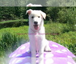 Small #10 German Shepherd Dog