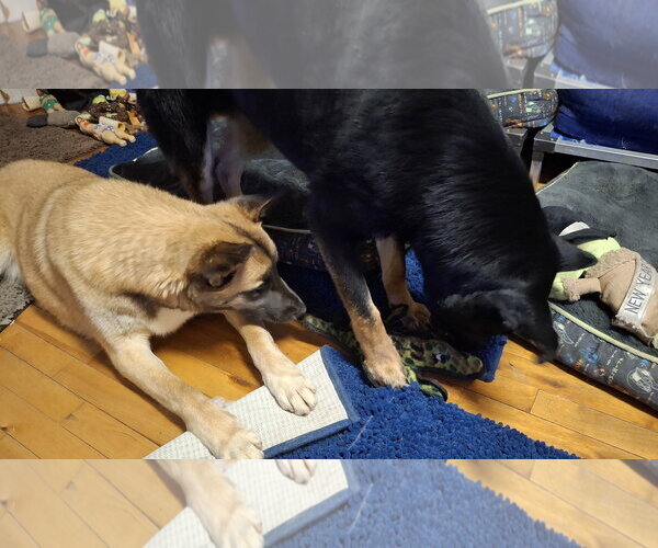 Medium Photo #35 German Shepherd Dog-Unknown Mix Puppy For Sale in Sebec, ME, USA
