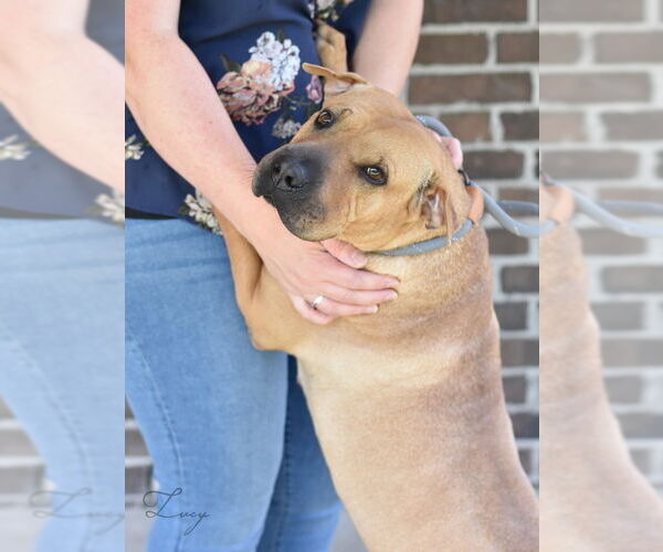 Medium Photo #3 American Pit Bull Terrier-Unknown Mix Puppy For Sale in Brewster, NY, USA