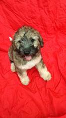 Labradoodle Puppy for sale in VERGENNES, IL, USA