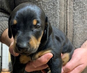 Doberman Pinscher Puppy for sale in PECK, KS, USA