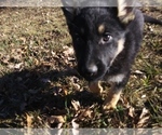 Small Photo #2 German Shepherd Dog Puppy For Sale in CLOVERDALE, IN, USA