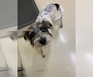 Mutt Dogs for adoption in Fremont, CA, USA