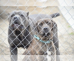 Small Photo #5 Cane Corso Puppy For Sale in SAN BERNARDINO, CA, USA