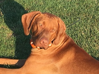 Father of the Vizsla puppies born on 07/12/2018